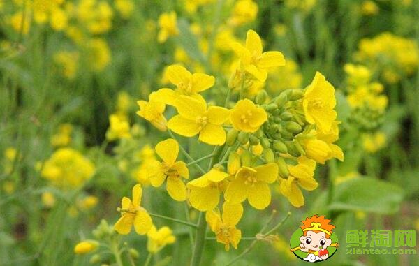 油菜花与油菜是同一个品种吗，油菜花什么时候开花