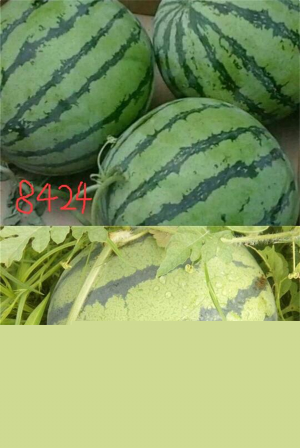 麒麟瓜和8424一样吗 麒麟瓜和8424的区别