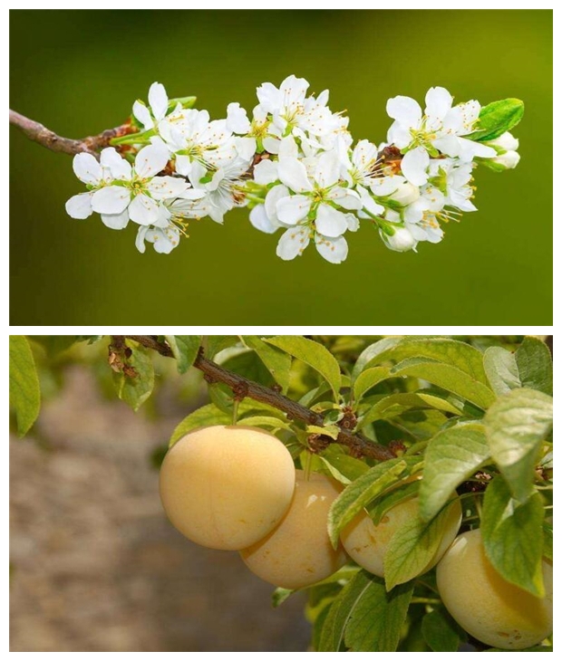 李子几月份成熟,李子的成熟季节(7-8月份)