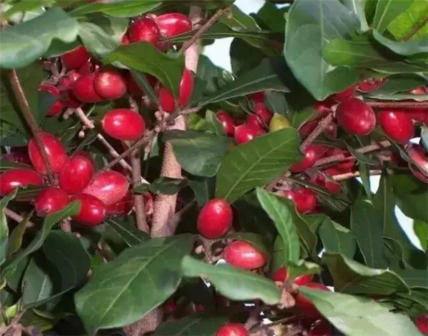 神秘果种植条件,选园地控温湿很重要