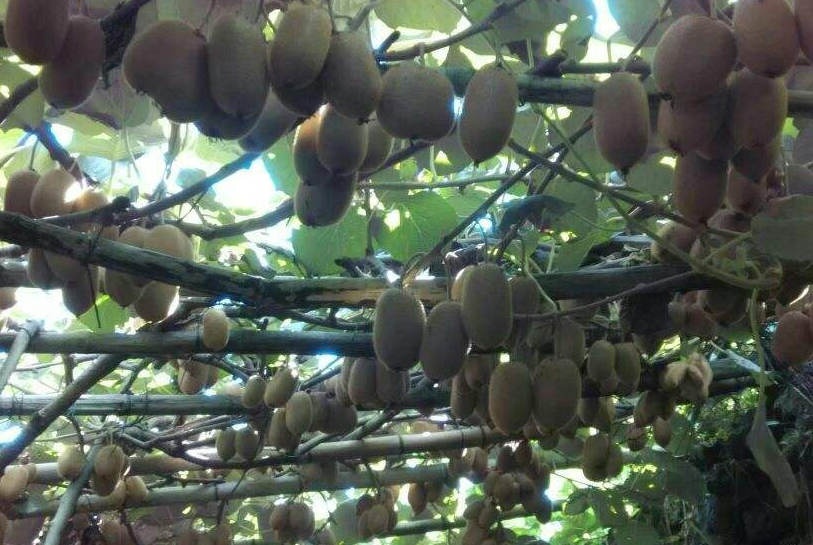 红心猕猴桃种植技术:喜光怕高温、土壤酸性