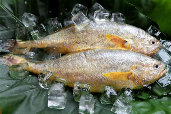 怎么挑选大黄鱼，区分海鱼与养殖鱼的三要素