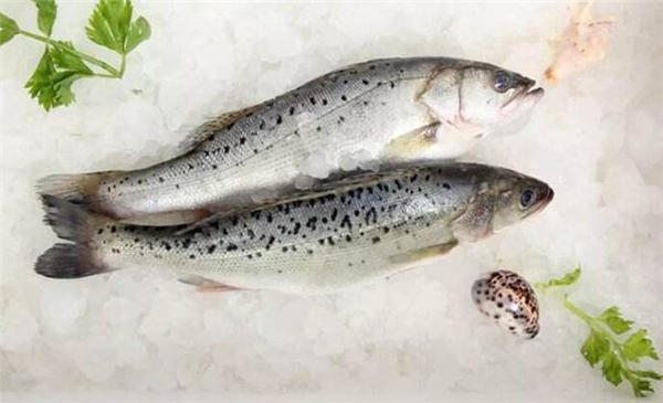 鲈鱼是海鱼吗，鲈鱼有海鱼的品种