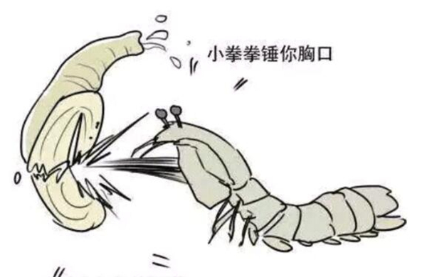 皮皮虾名字的由来，皮皮虾原来是网红艺名