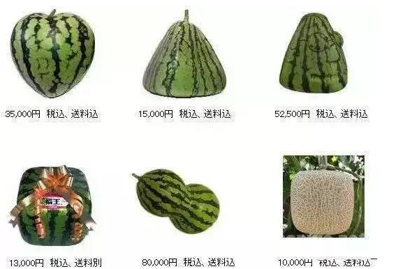 方形西瓜是怎么种出来的，方形西瓜是怎么种植的