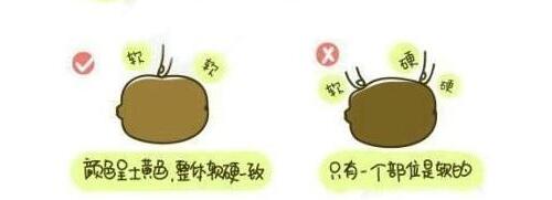 猕猴桃水果的正确吃法漫画，最简单的猕猴桃的吃法