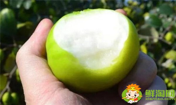 青枣可以减肥吗，牛奶青枣的营养价值