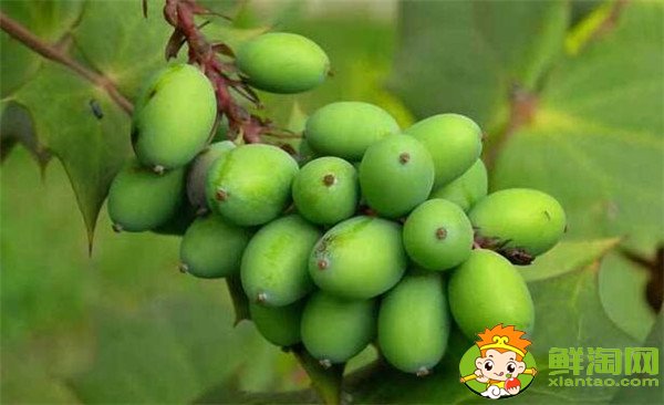 手术后吃什么水果伤口愈合快，肛裂手术后吃什么水果促进伤口愈合
