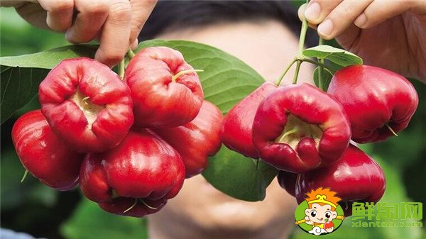 莲雾产地在哪里，莲雾产地有哪些地方
