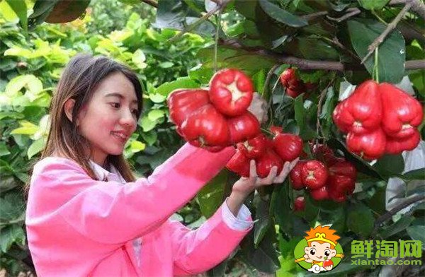 莲雾种植多久结果，莲雾种植条件管理技术(温度、密度)