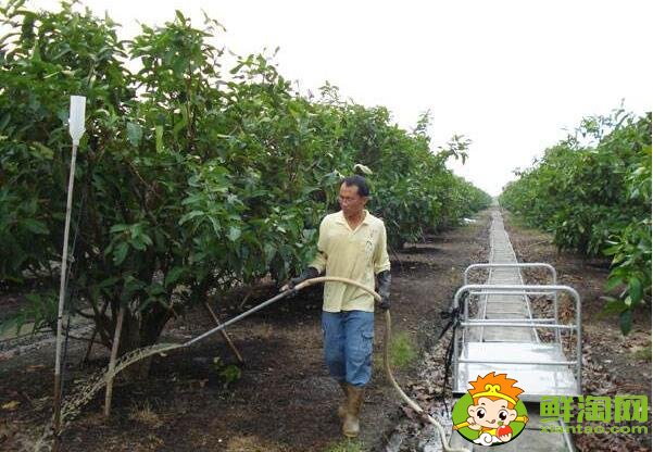 莲雾种植多久结果，莲雾种植条件管理技术(温度、密度)