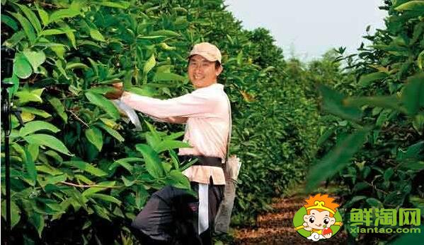 莲雾种植多久结果，莲雾种植条件管理技术(温度、密度)