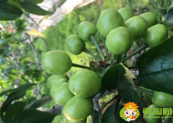 山东烟台的樱桃什么时候成熟，烟台樱桃成熟的季节初夏4月中旬
