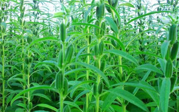 芝麻种植时间，芝麻播种方式