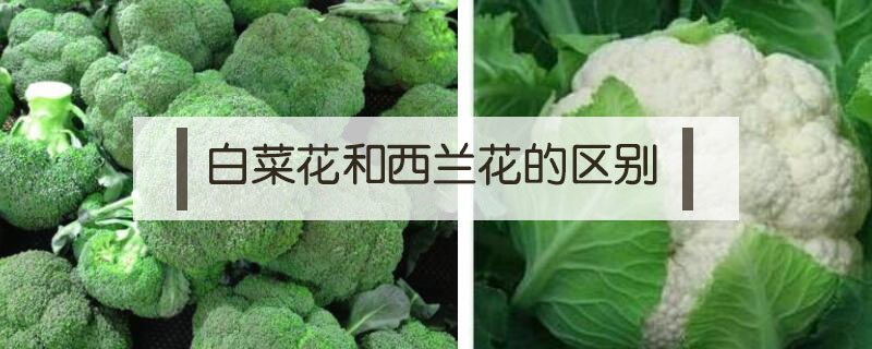 白菜花和西兰花的区别