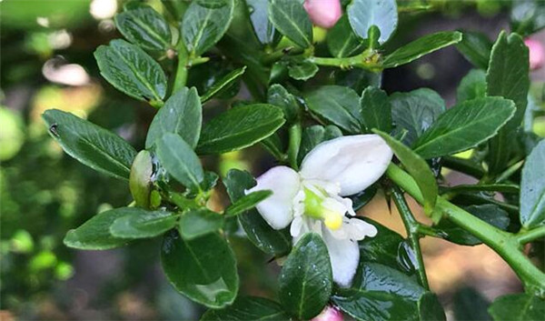 澳洲指橙什么季节有，澳洲指橙需要修枝吗