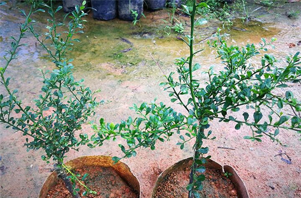 澳洲指橙苗种植技巧，澳洲指橙生长环境
