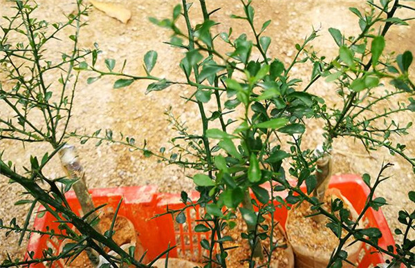 澳洲指橙苗种植技巧，澳洲指橙生长环境