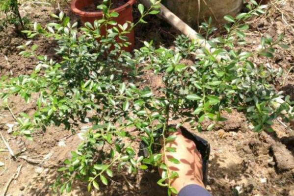 澳洲指橙苗种植技巧，澳洲指橙生长环境