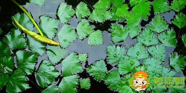 菱角几月份发芽，菱角多久能发芽