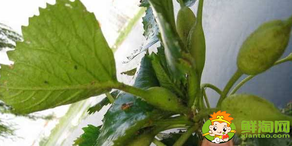 菱角几月份发芽，菱角多久能发芽