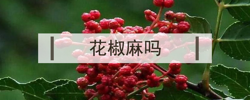 花椒麻吗