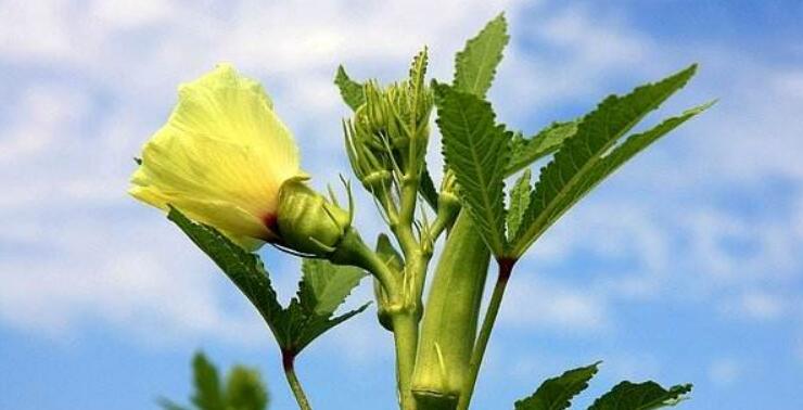黄秋葵花在什么时候摘，黄秋葵花泡酒方法