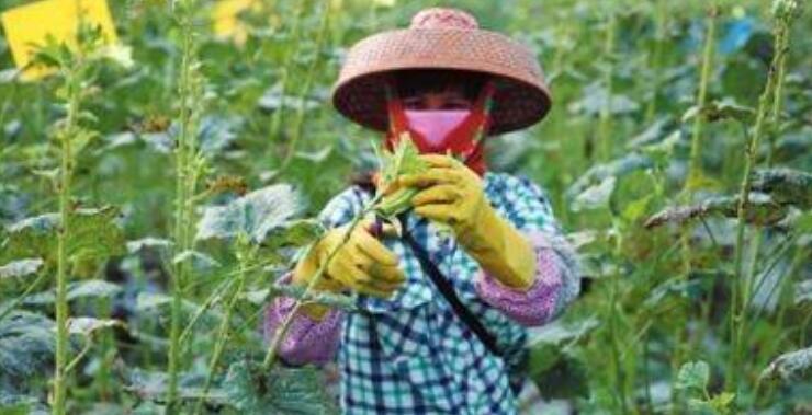 黄秋葵花在什么时候摘，黄秋葵花泡酒方法