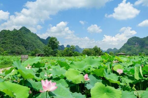 江苏有几个莲藕基地，江苏莲藕种植基地在那里