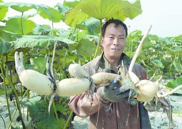 江苏有几个莲藕基地，江苏莲藕种植基地在那里