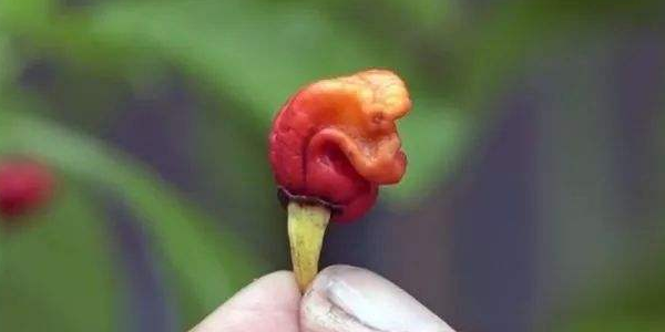 世界上最辣的辣椒在哪里是什么,世界上辣椒最辣第一名