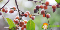 果子很小的柿子是什么品种，最小的