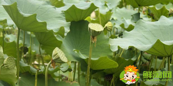 种莲蓬哪个品种好,什么品种的藕结莲蓬多