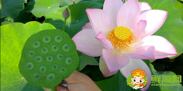 种莲蓬哪个品种好,什么品种的藕结莲蓬多