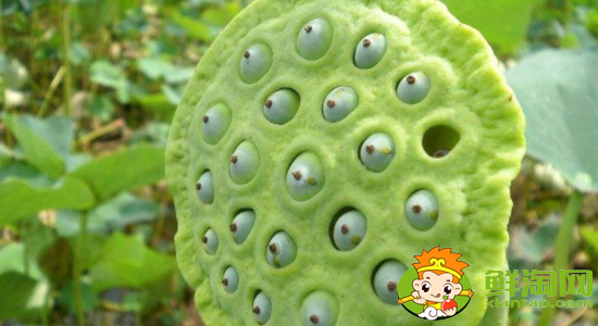 莲蓬长在哪里(最好莲蓬产地),新鲜莲蓬哪里产的好