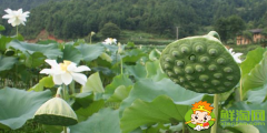 哪里产莲蓬，莲蓬什么产地的好吃