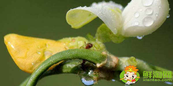 豆角是什么样子的，豆角开的花是什么样子的