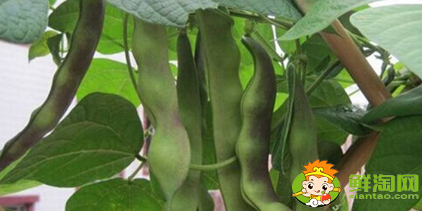 油豆角怎么挑选，油豆角怎么处理