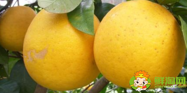 柚子是什么季节吃最好,跟柚子差不多的水果是什么
