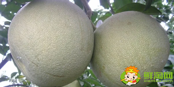 柚子是什么季节吃最好,跟柚子差不多的水果是什么