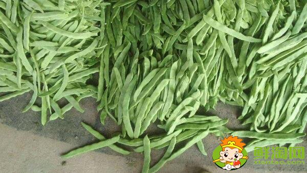 芸豆长什么样，芸豆品种图片大全