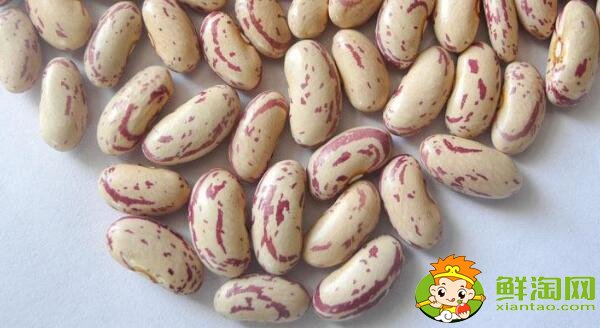 芸豆长什么样，芸豆品种图片大全