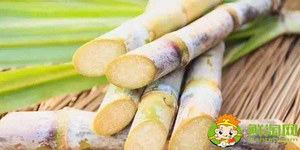 大连甘蔗什么时候成熟,大连哪里有种甘蔗的