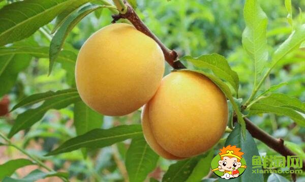 杏子是银杏果实吗，外形像杏子一样的果实