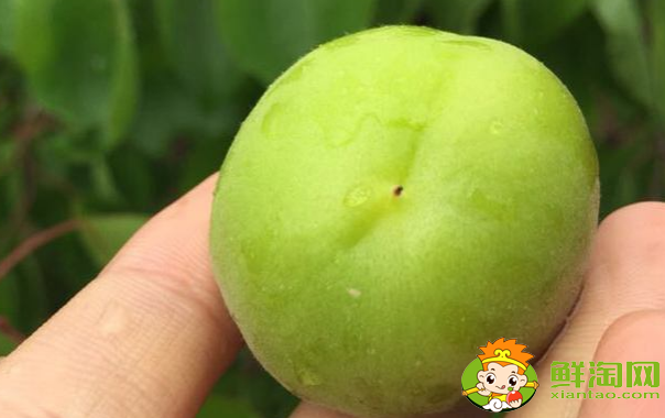 杏子有点酸可以怎么做，没熟的杏子可以怎么用