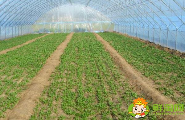 种菠菜要整地吗，大棚种菠菜什么品种好