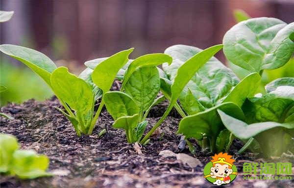 种菠菜要整地吗，大棚种菠菜什么品种好