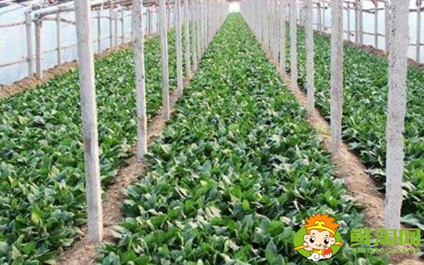 种菠菜要整地吗，大棚种菠菜什么品种好