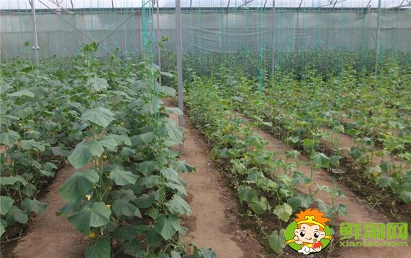 哪里种黄瓜的最多，种黄瓜每年要换地吗