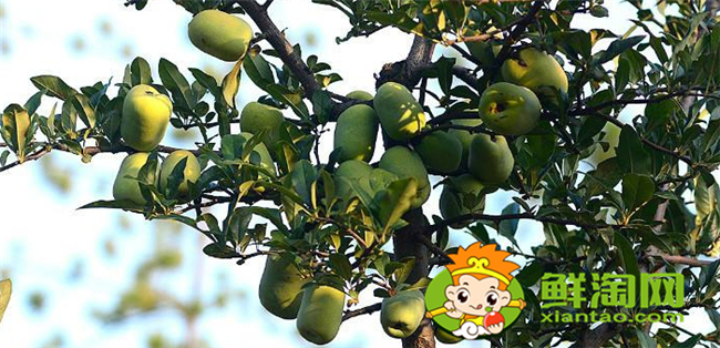贴梗海棠的果实是什么果，贴梗海棠果实核是什么样